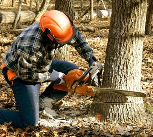 Tree Removal in Curtis Bay, MD
